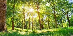 Les forêts n'arrivent pas à suivre le réchauffement climatique