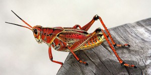 Insecta : ce monde méconnu dont on se méfie ! Pourrions-nous vivre sans eux ?