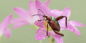 Les insectes trainent une mauvaise réputation, pourtant « notre ignorance reste immense » à leur sujet