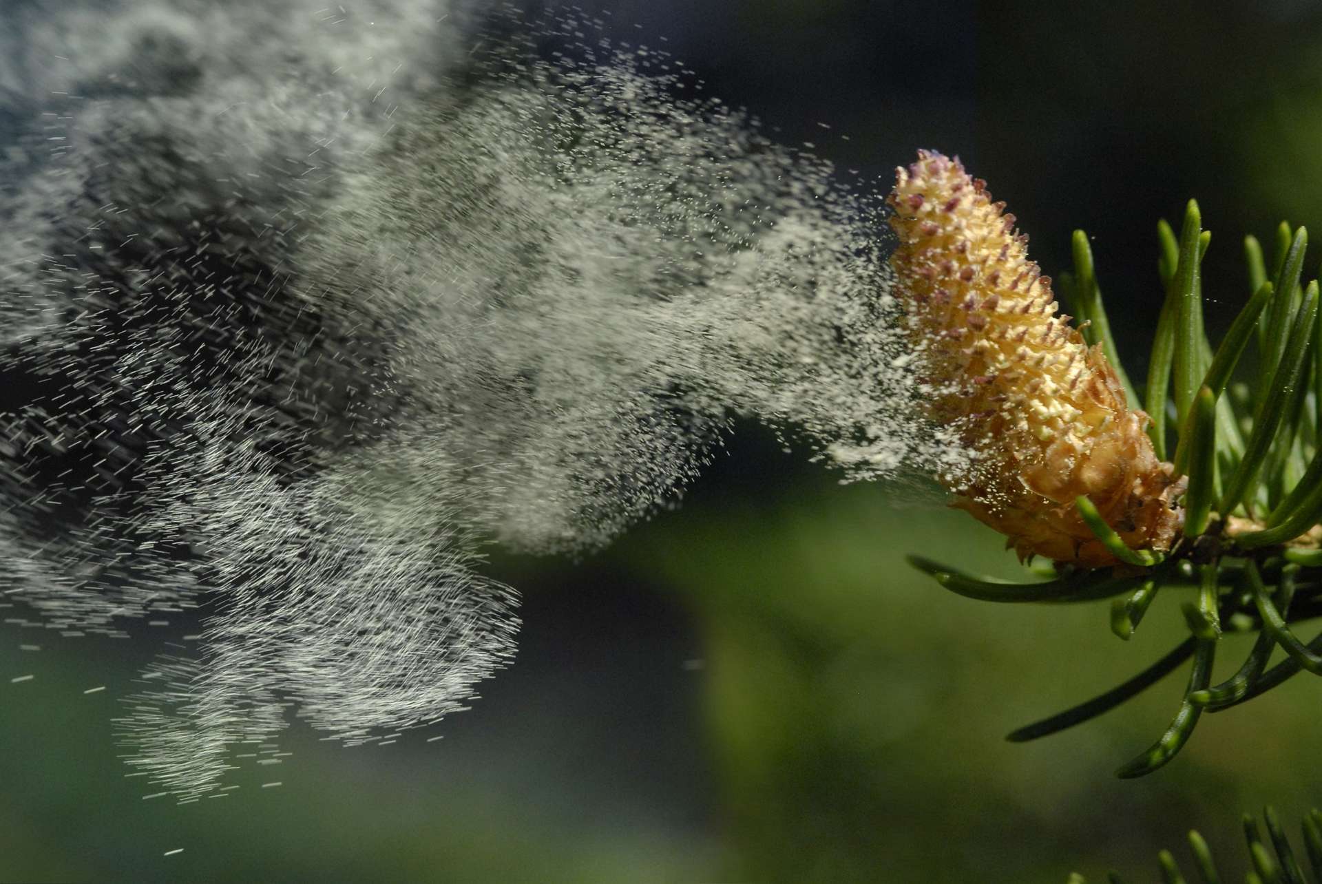 Comment la météo impacte la dispersion des pollens et les allergies