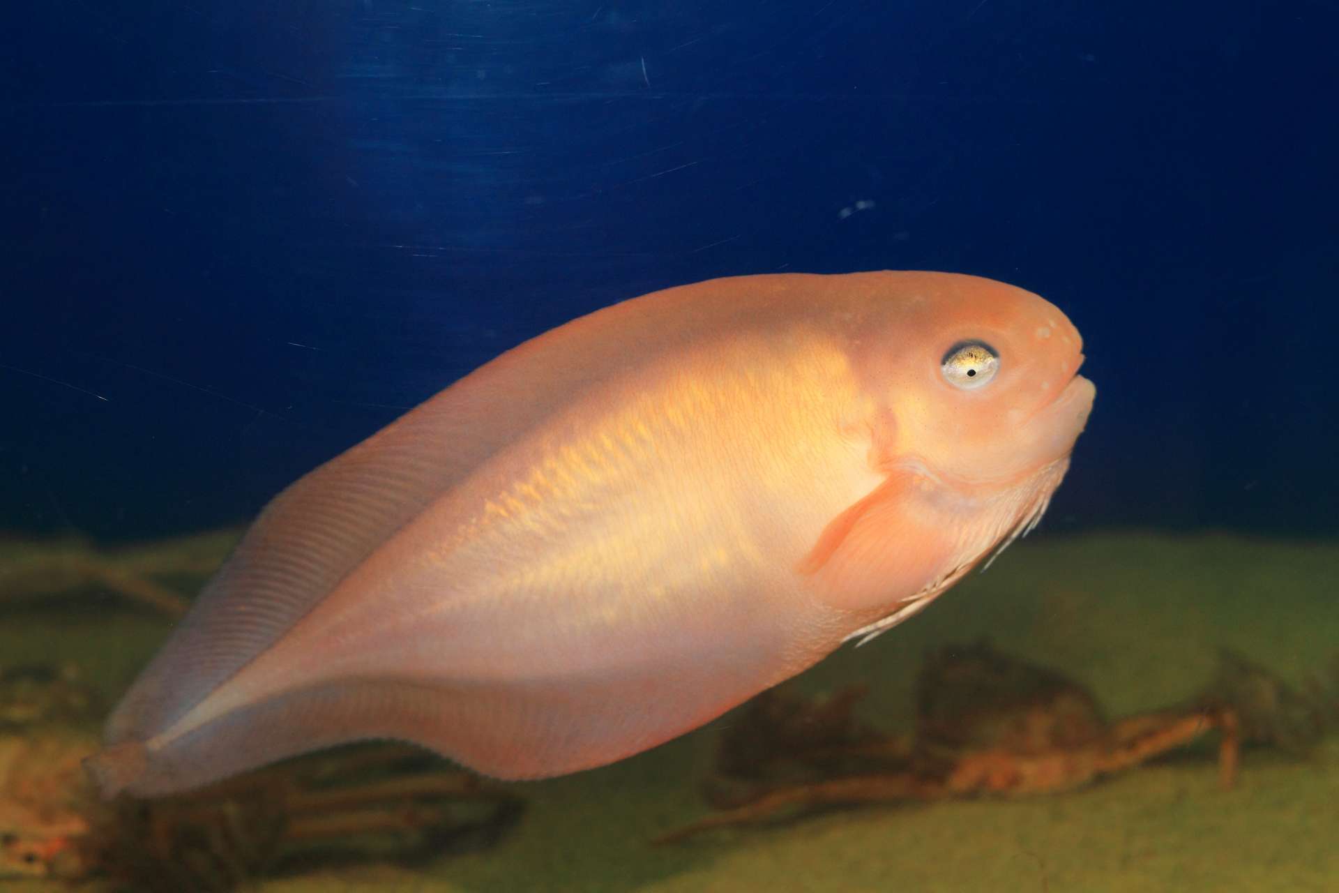 Ce poisson a été filmé à plus de 8 000 m de profondeur : un record absolu !