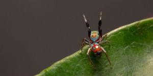 Cette araignée se fait passer tantôt pour une plante, tantôt pour une fourmi !
