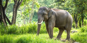 Les éléphants ont perdu près de 65 % de leur habitat en Asie