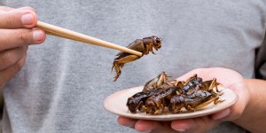 « La moitié de l’humanité mange couramment ou occasionnellement des insectes » : pourquoi pas nous ?