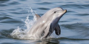 « Baby Talk » : les mamans dauphins aussi adaptent leur « voix » pour parler à leurs petits