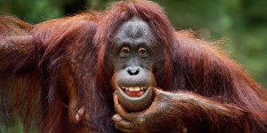 Les orangs-outans peuvent produire plusieurs sons en même temps