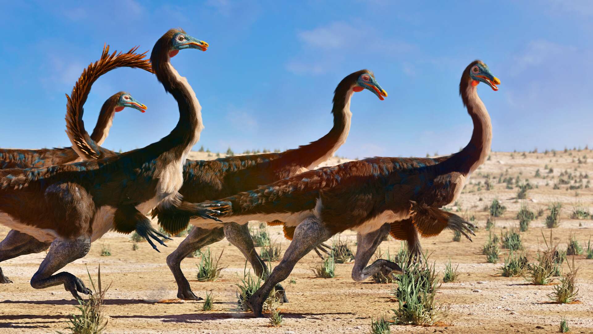 Les os de ces dinosaures diffèrent entre mâle et femelle