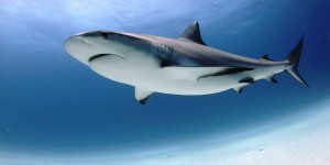 Les requins sont-ils de plus en plus nombreux près du littoral français ?