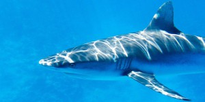 Il y a plus de requins près des côtes françaises, vrai ou faux ?
