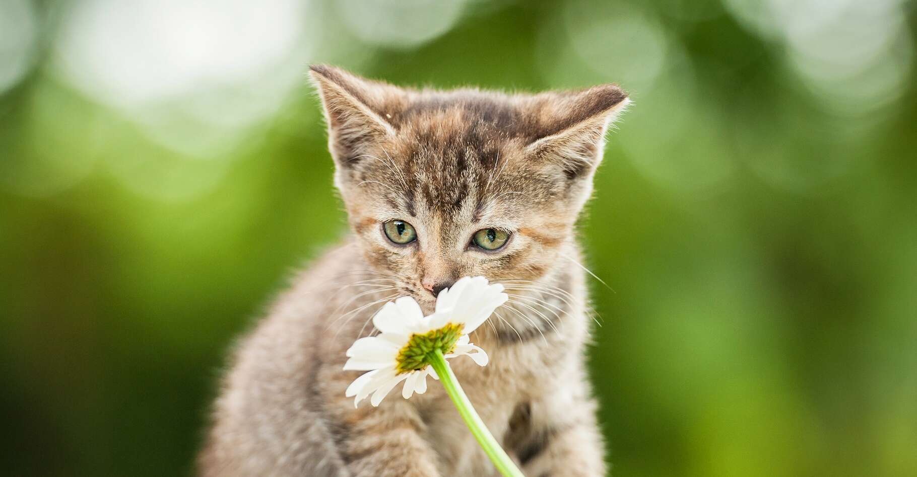 Des scientifiques ont découvert le secret de l'odorat exceptionnel des chats !