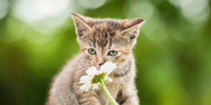 Des scientifiques ont découvert le secret de l'odorat exceptionnel des chats !