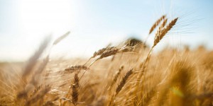 Sécurité alimentaire : les effets du réchauffement climatique sur l’agriculture sont sous-estimés