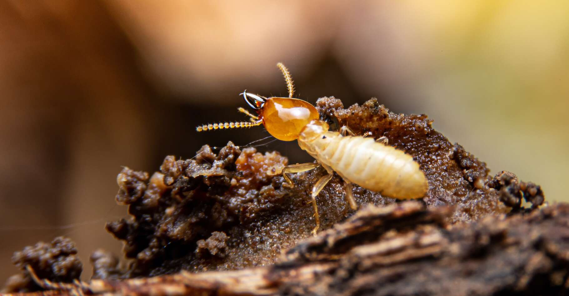 Le termite construit des gratte-ciels et des cités souterraines