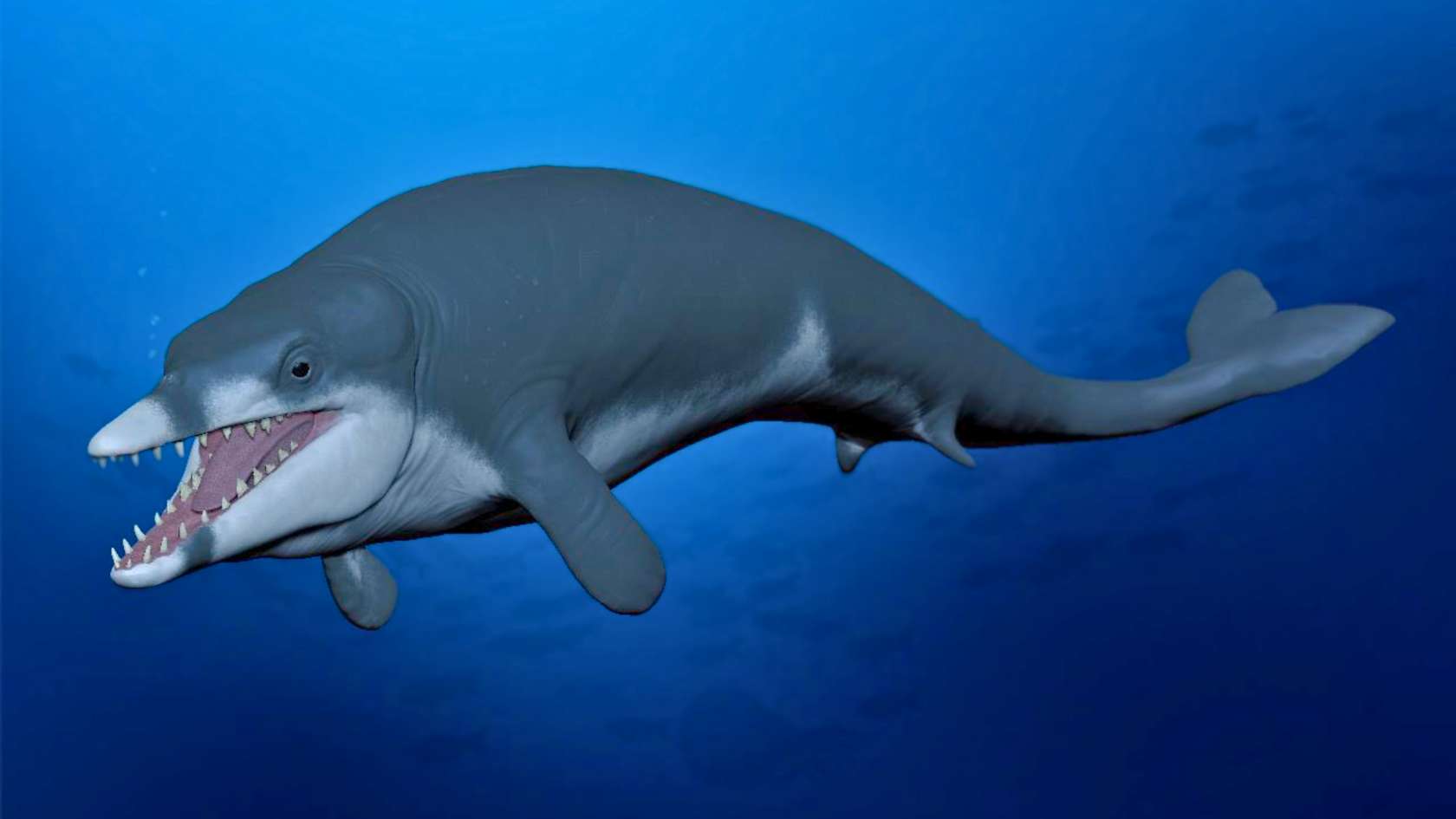 Cette baleine préhistorique a-t-elle rapetissé à cause d’un réchauffement climatique ?