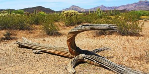 Les cactus s’effondrent par centaines en Arizona !