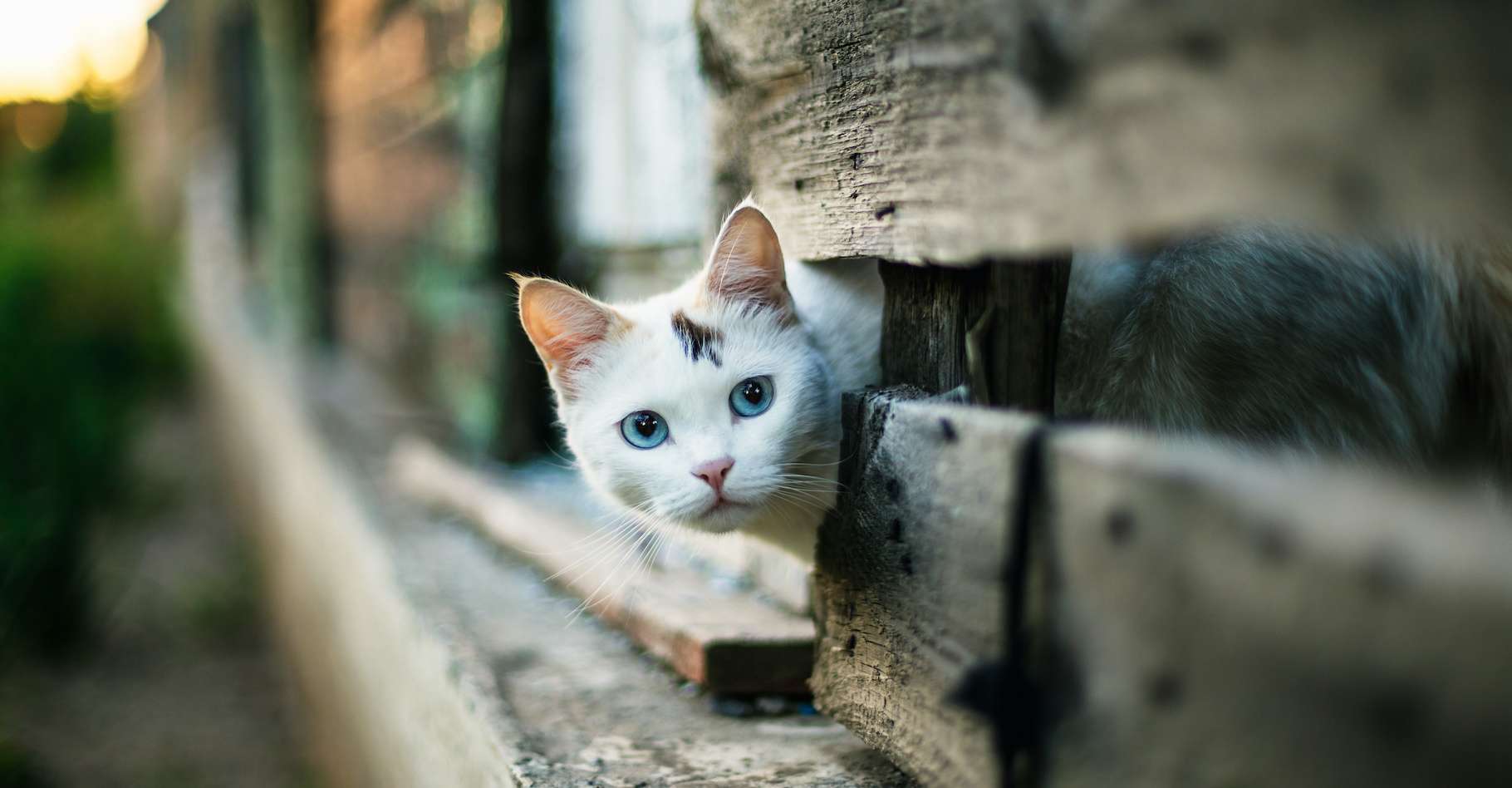 Découverte surprenante : ce chat imite les comportements humains