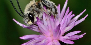 Étonnante découverte d’abeilles momifiées dans leurs cocons !