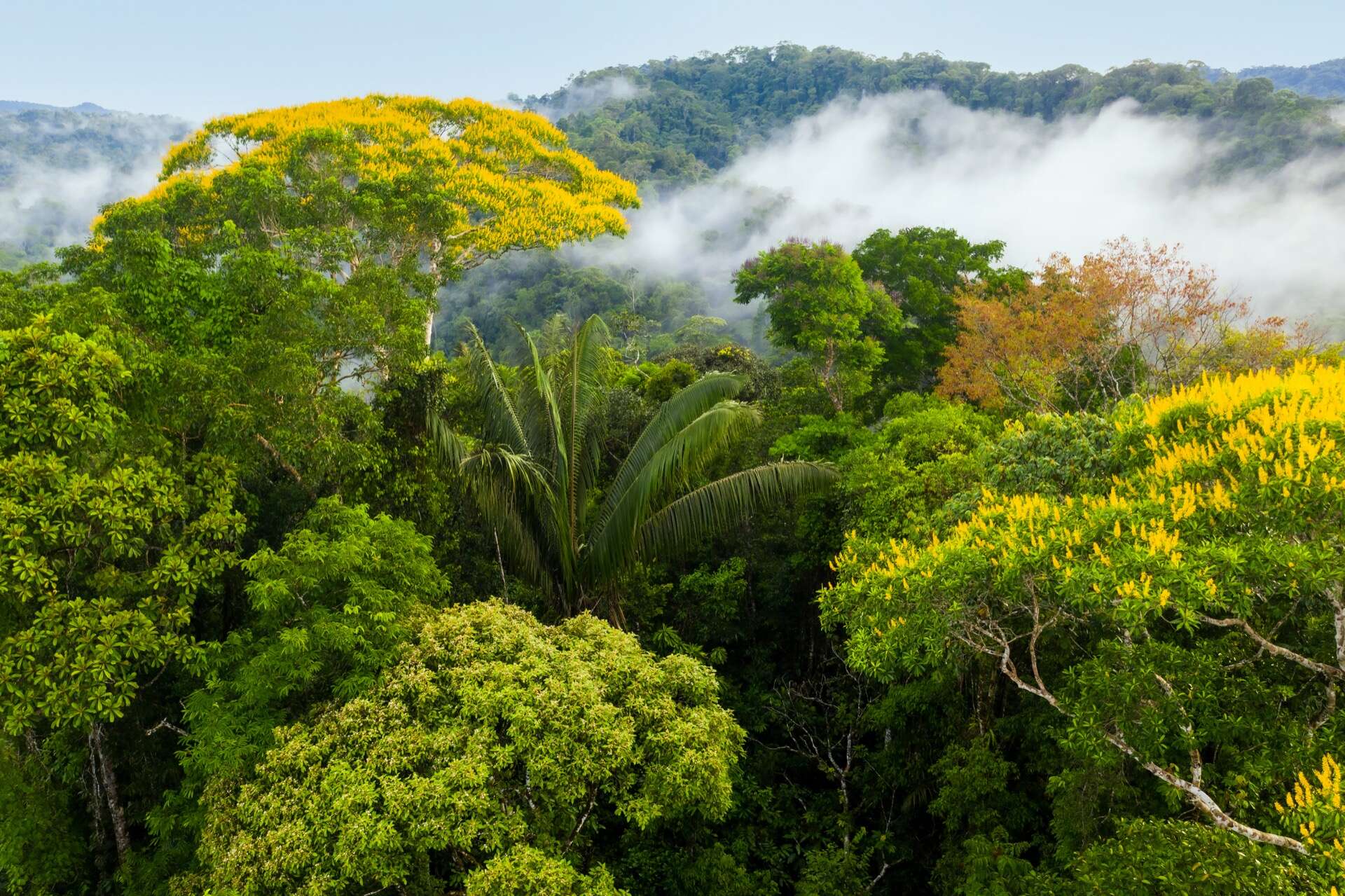La hausse des températures freine la photosynthèse dans les forêts tropicales