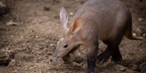 L'oryctérope, mi-cochon-mi-kangourou, protège la biodiversité africaine