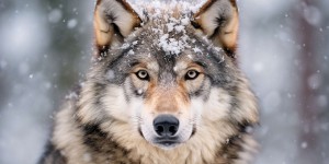 Un loup gris fait revivre un parc national américain !