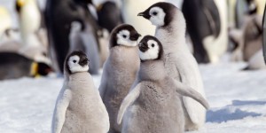 Une tragédie silencieuse se joue en Antarctique