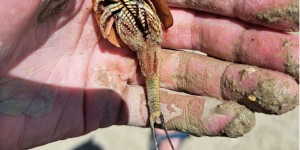 Burning Man : d'étranges créatures préhistoriques ont surgi dans le désert après les pluies !