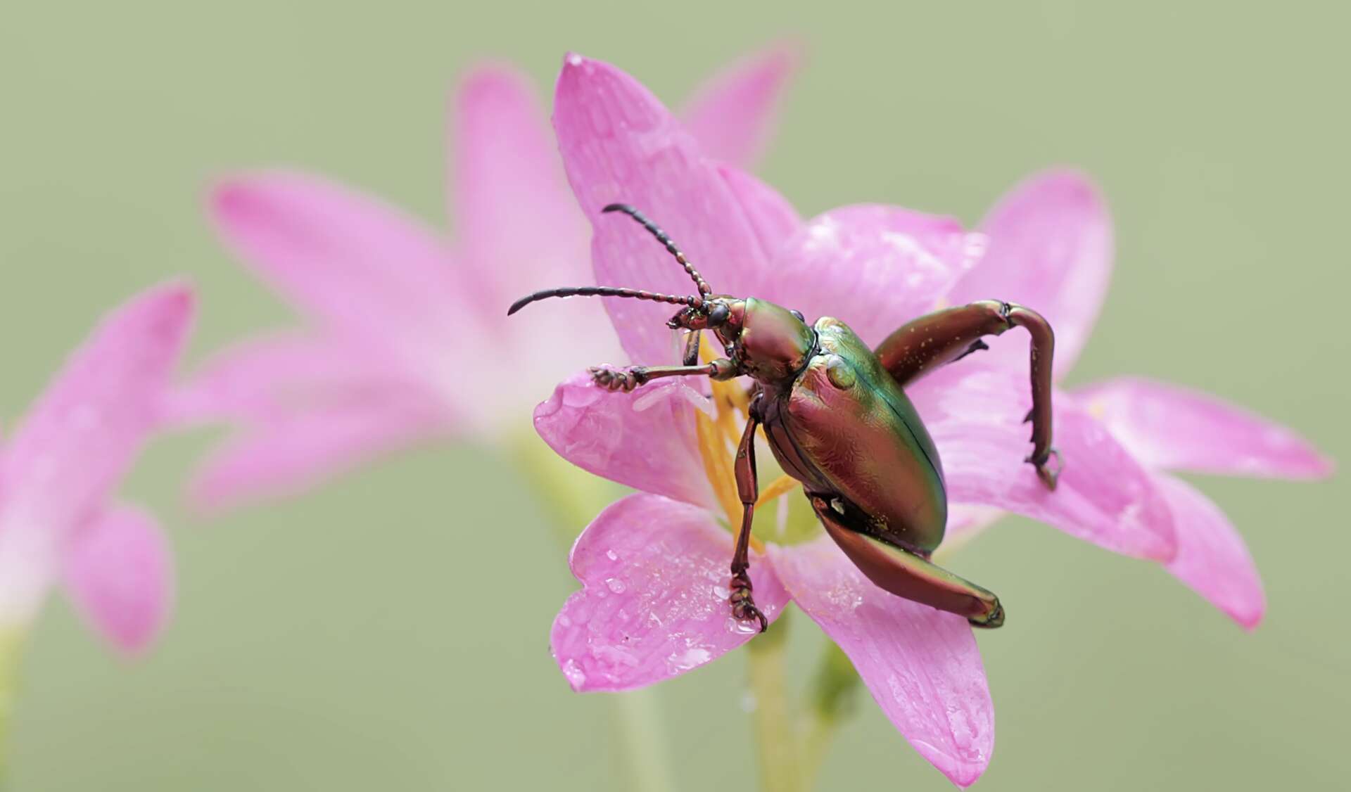 Pourquoi nous devons changer de perspective sur les insectes