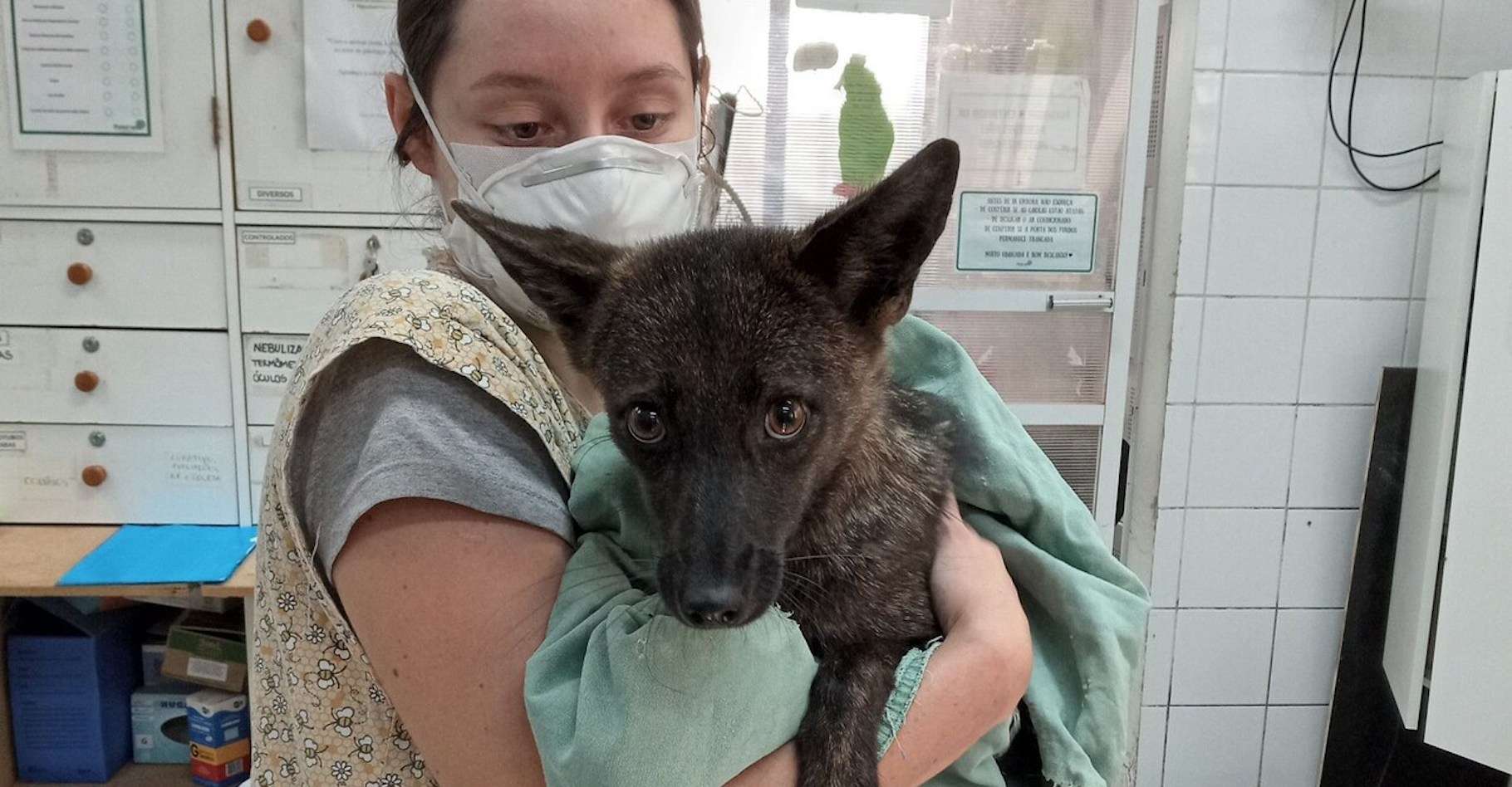 Un intrigant animal hybride mi-renard mi-chien découvert au Brésil : une première !