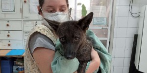 Un intrigant animal hybride mi-renard mi-chien découvert au Brésil : une première !