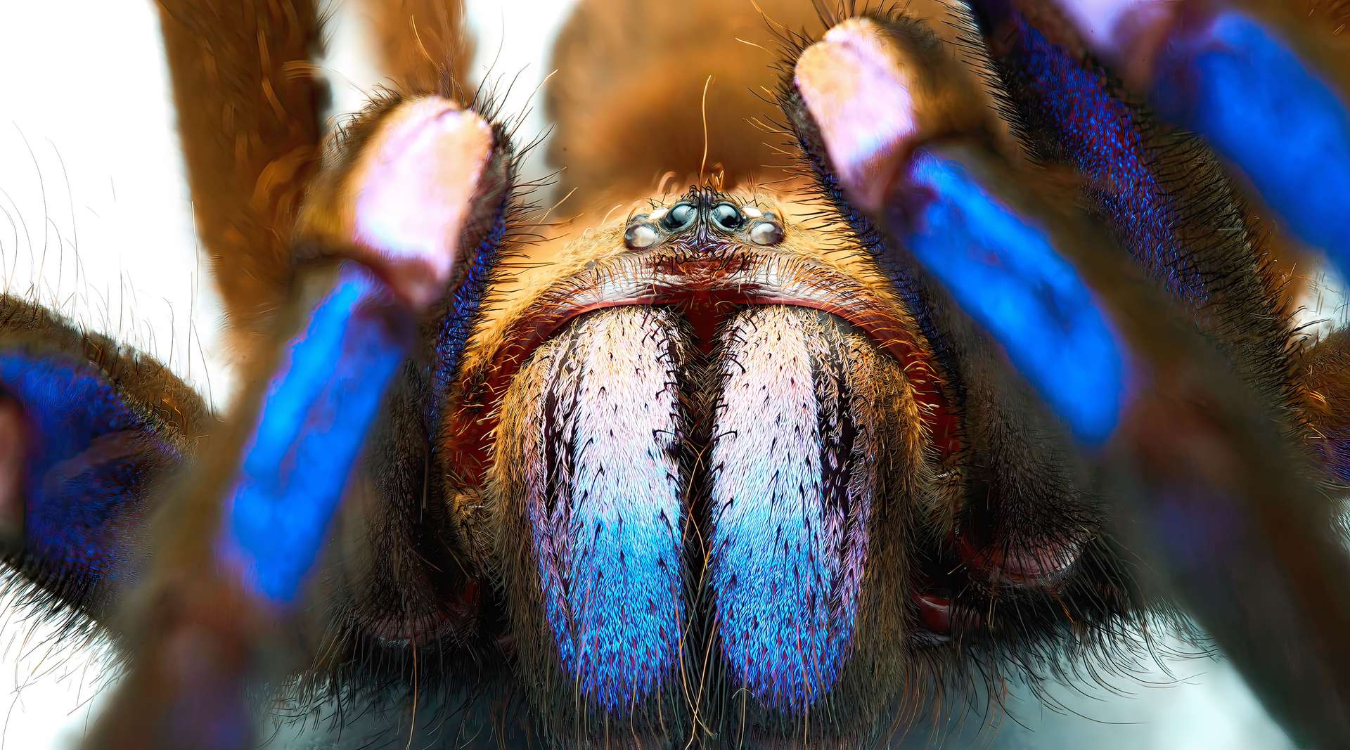 Cette mygale d’un bleu irisdescent découverte en Thaïlande fascine les scientifiques