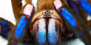 Cette mygale d’un bleu irisdescent découverte en Thaïlande fascine les scientifiques
