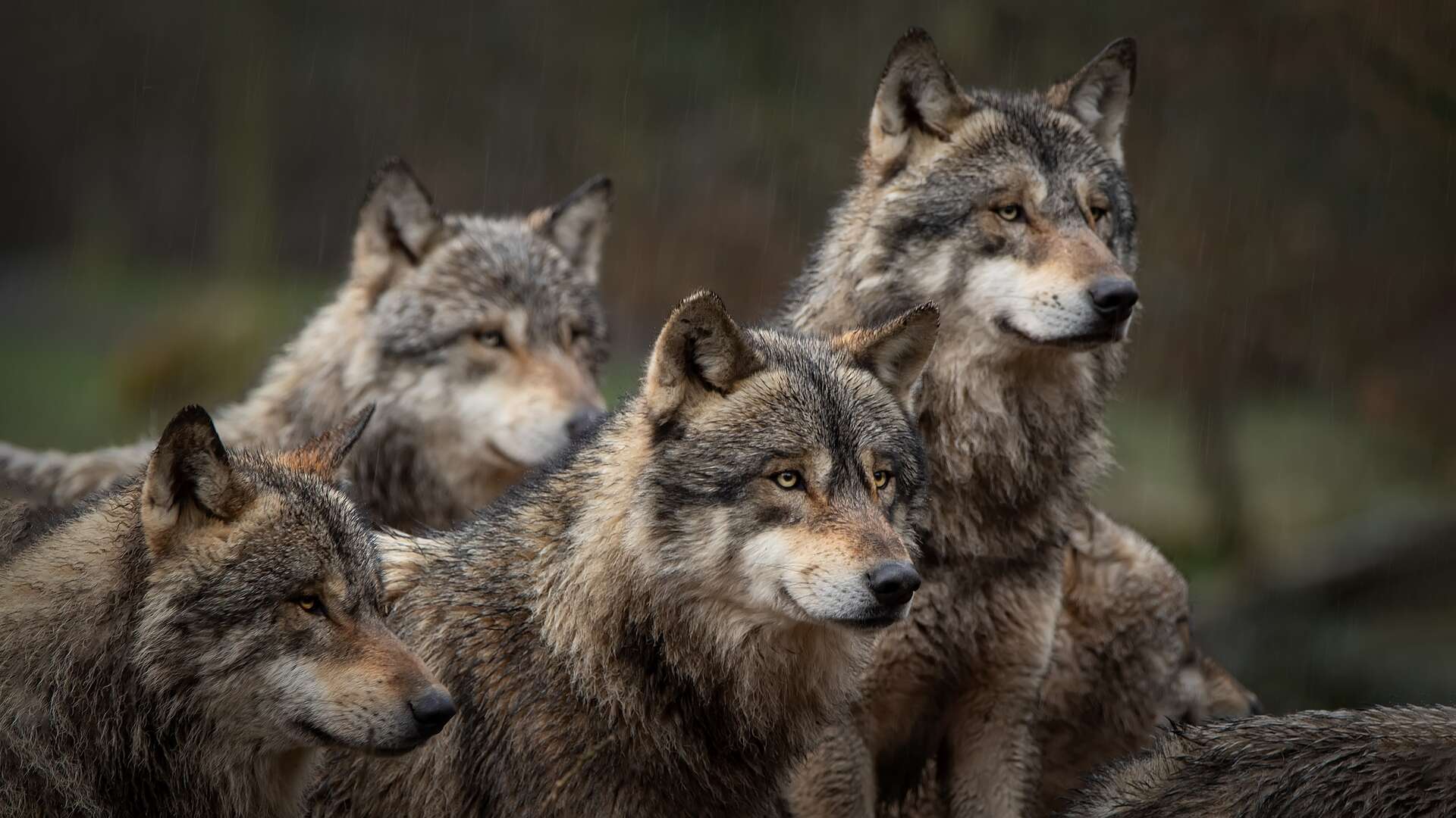 Pourquoi protéger le loup est essentiel pour la biodiversité ?