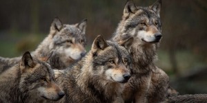 Pourquoi protéger le loup est essentiel pour la biodiversité ?