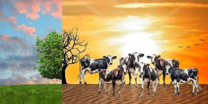 Faut-il sacrifier les vaches pour sauver le climat ?