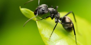 Le secret des fourmis-zombies qui hantent les forêts du Danemark