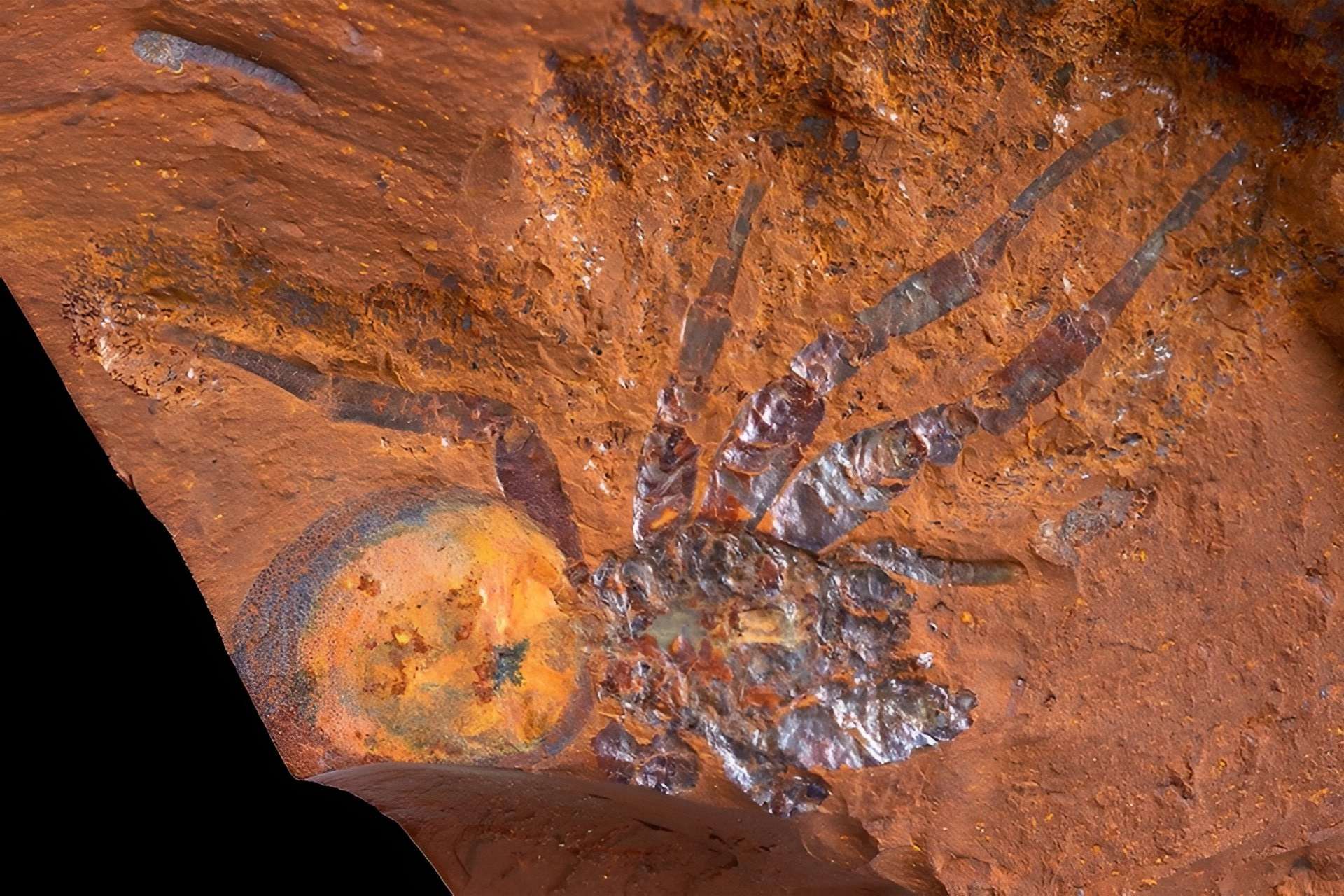 Cette araignée était la terreur de l’Australie il y a 16 millions d’années !