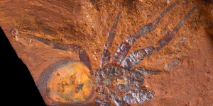 Cette araignée était la terreur de l’Australie il y a 16 millions d’années !