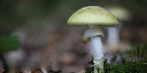 Un des champignons les plus mortels au monde est répandu en France !