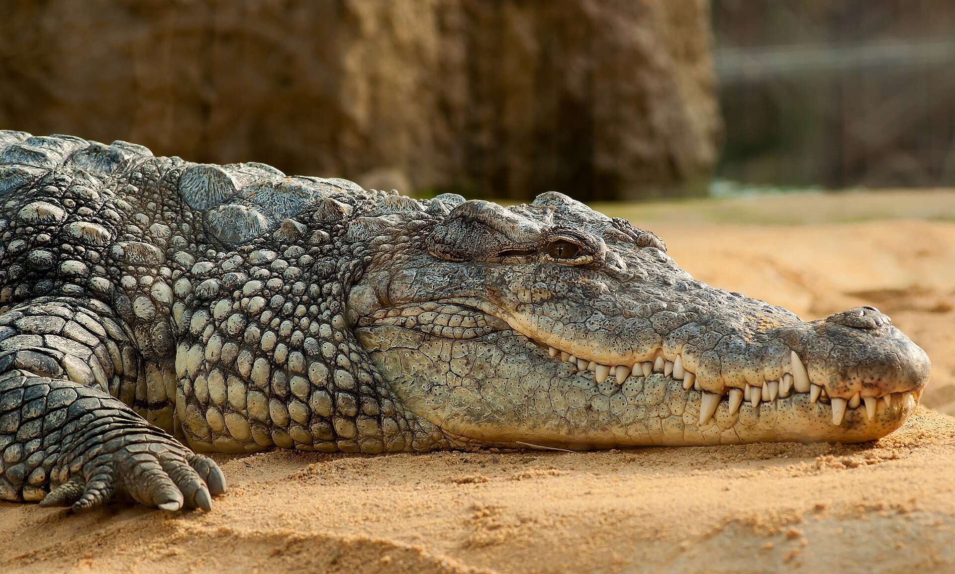 Découverte en Espagne des traces des derniers crocodiles d'Europe