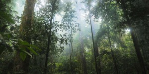Comment la déforestation détraque le climat sur des milliers de kilomètres