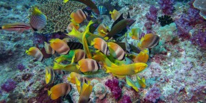 La Grande barrière de corail doit affronter une nouvelle menace périlleuse