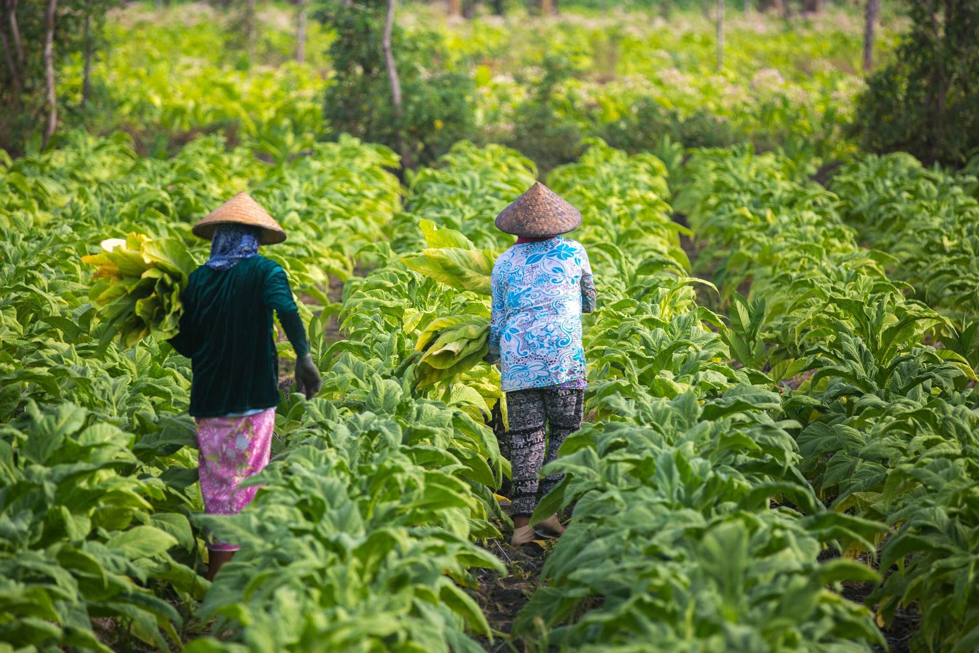 En Asie et en Afrique, la crise climatique rend les agricultrices plus vulnérables