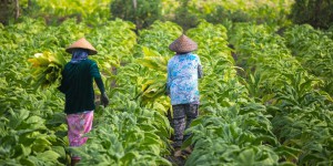 En Asie et en Afrique, la crise climatique rend les agricultrices plus vulnérables