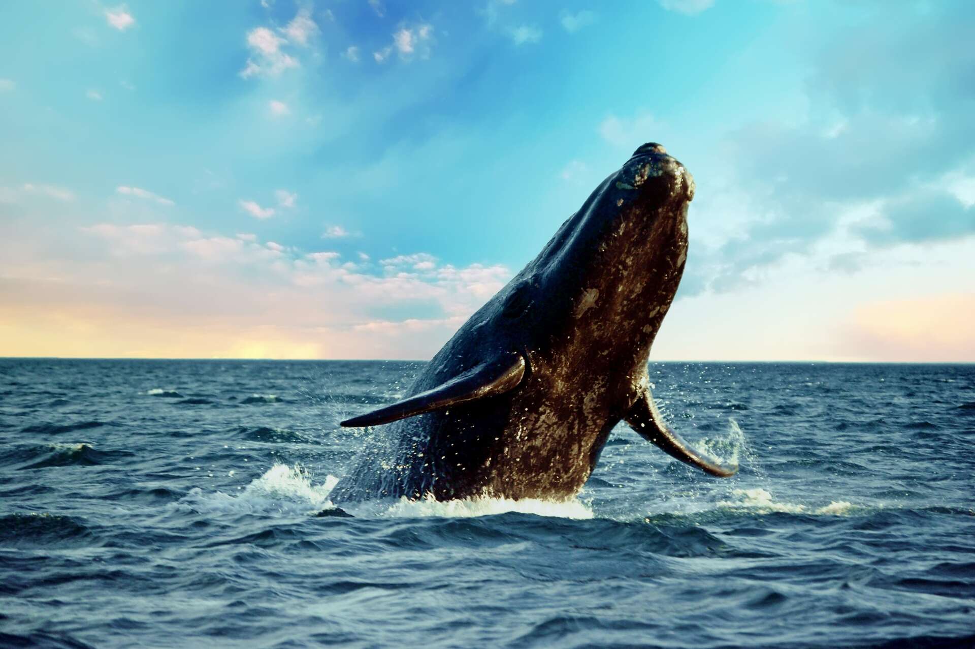 Cette baleine défie les distances et bat deux records : les scientifiques n’en reviennent pas