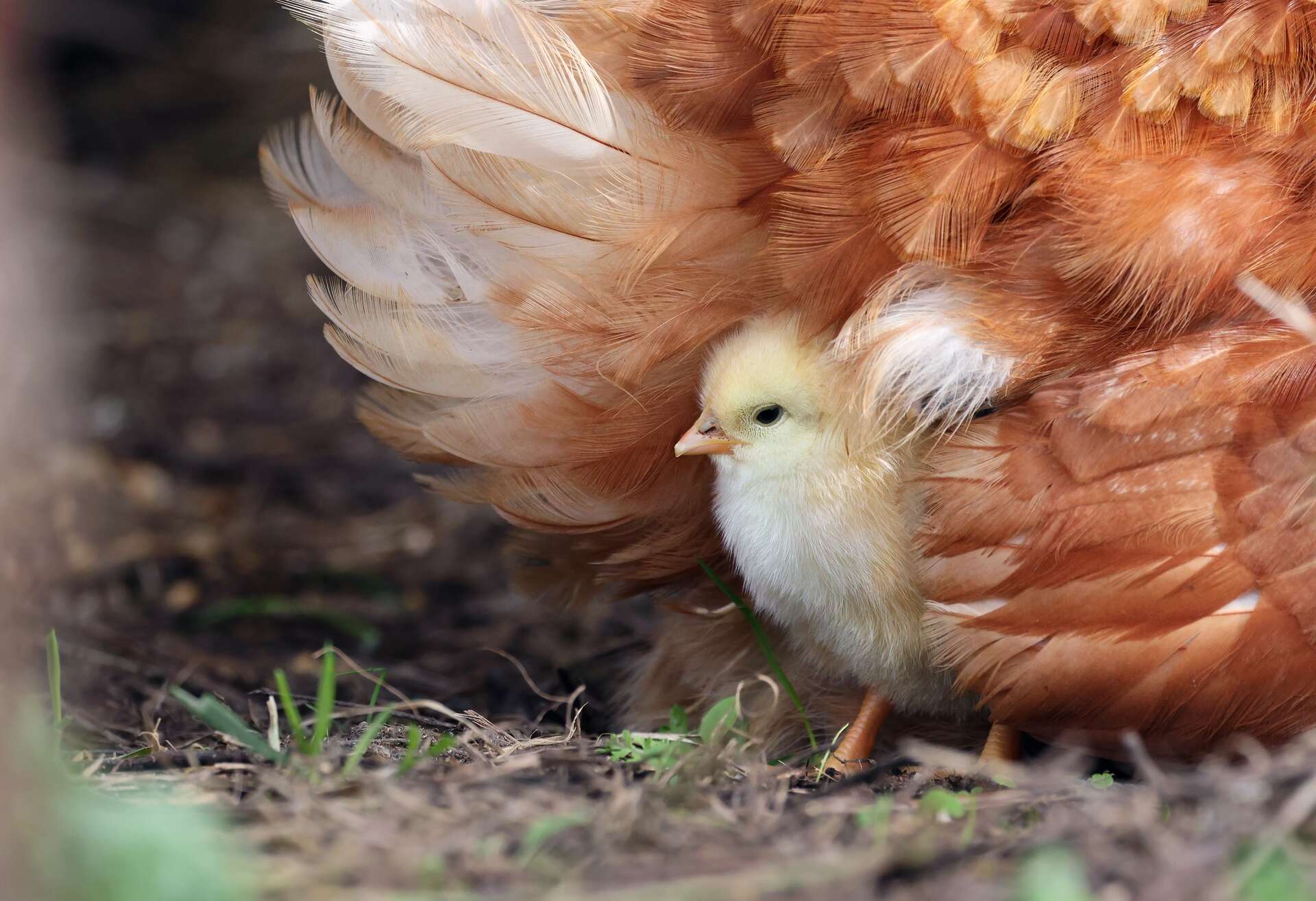 Va-t-on bientôt manger des poulets OGM conçus pour résister à la grippe aviaire ?