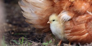 Va-t-on bientôt manger des poulets OGM conçus pour résister à la grippe aviaire ?