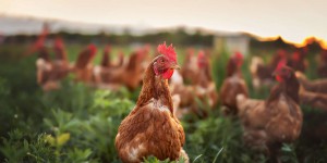 Bonne ou mauvaise idée ? Des poulets génétiquement modifiés pour qu'ils résistent à la grippe aviaire