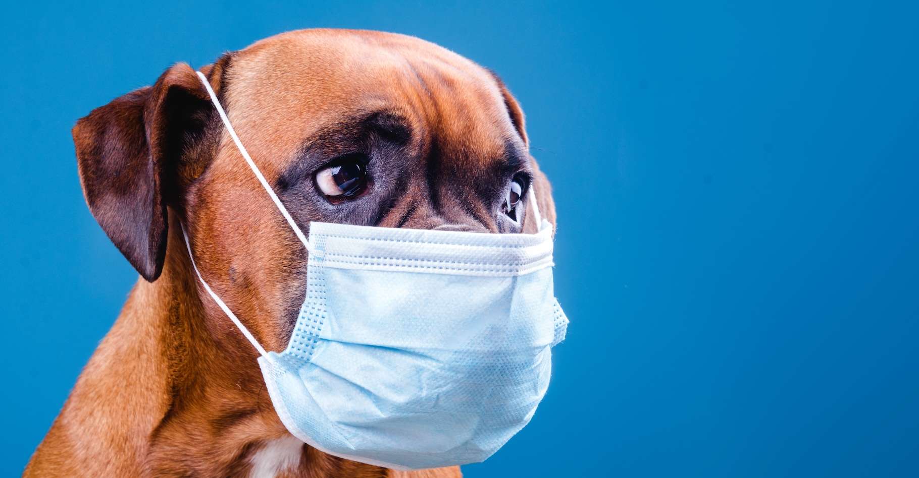 Des centaines de chiens touchés par une mystérieuse maladie respiratoire aux États-Unis