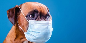 Des centaines de chiens touchés par une mystérieuse maladie respiratoire aux États-Unis