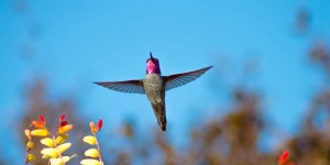 Le colibri est un pilote hors pair : la preuve par ces manœuvres pour se faufiler dans les petits espaces
